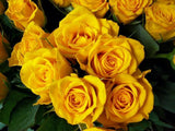 12 Yellow Roses