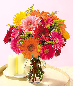 Colorful Gerbera
