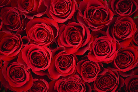 12 Red Roses